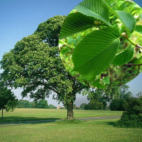 Ulmus glabra - Harilik jalakas C5/5L